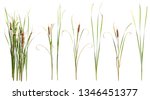 Cattail And Reed Plant Isolated ...