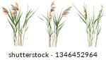 	
Cattail and reed plant isolated on white background. Wild grass
