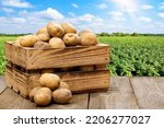 wooden box full of potatoes on table with green field on sunny day