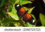 Small photo of Macro of Laparus doris, Doris longwing butterfly, on a sunny summer day