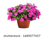 Petunias, colorful flowers in pots, isolated on a white background. Clipping path