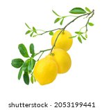 Lemon On Tree Branch With Green ...
