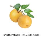 Korean pear (nashi or golden pear) hanging on branch tree isolated on white background.