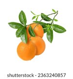 Fresh orange fruit hang on tree ...