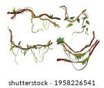 liana or vine winding branches... | Shutterstock .eps vector #1958226541