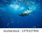Great white shark guadalupe...