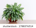 Aglaonema Maria houseplant cuttings in a red glass vase in front of a white wall, Chinese Evergreen, house plant, indoor plant