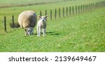 Texelaar Sheep Grazing With A...