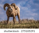 Wild Big Horn Sheep In Southern ...