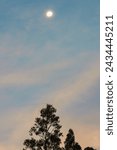 Small photo of The waning moon hangs in a blue clear sky over an eucalyptus tree, in the last minutes of the sunset , in the eastern Andean mountains of central Colombia.