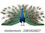 One peacock stands with...
