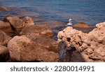 Rocky Seashore With A Flying...