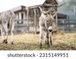Two donkeys on farm. little...