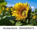 Sunflower In A Field With...