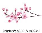 Pink Spring Cherry Blossom....