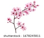 Pink spring cherry blossom. Cherry tree branch with spring pink flowers isolated on white