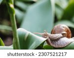 Small photo of Helix pomatia also Roman snail, Burgundy snail, edible snail or escargot. Snail Muller gliding on the wet leaves. Large white mollusk snails with brown striped shell, crawling on vegetables.