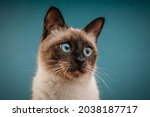 Portrait Of A Thai Cat On A...