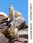 Small photo of Mountain goats near the summit of Mount Evans, Colorado.