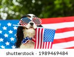 Dog in glasses holds american...