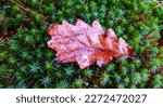 Dry Oak Leaf In Dew On Bright...