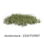 variety of grass isolated on white