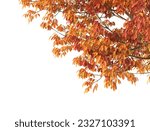 Various types of autumn tree...
