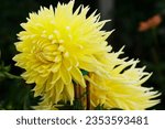 Small photo of Yellow dinnerplate dahlias grow as large as adult human heads and are subsequently an amazing spectacle to behold.
