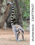 The Ring Tailed Lemur  Lemur...