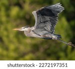A Great Blue Heron Flying Along ...