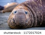 Portrait Shots Of Seals  Sea...