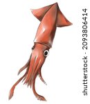 Illustration Of Humboldt Squid...