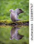 The Eurasian Collared Dove Or...