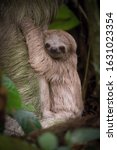 Small photo of Hoffmann's two-toed sloth, Choloepus hoffmanni The mammal climbs on the branches in the tree in the dark forest America Costa Rica Wildlife scene from America nature. with its little baby