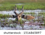 Male Sitatunga Antelope Hiding...
