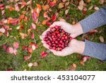 Girl picking berries in the woods. She carried a handful of red cranberries. Damp and humid. Those girls are not visible, only the hands, palms.