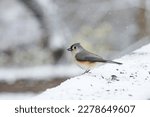 Tufted Titmouse With Sunflower...