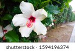 White Hibiscus Flower With A...