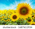 Sunflower With Blue Sky...