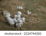 Small photo of Mushroom or Volvopluteus gloiocephalus, rose gilled grisette, or stubble rosegill