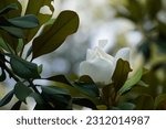 Small photo of Southern magnolia or Magnolia grandiflora also known as Big laurel, bull bay, big laurel