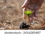 Young seedling close up shot of pine cone from conifer tree with human hand for new growth and hope for natural forest rewilding, reforestation and environmental conservation