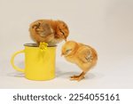 Small photo of Two cute chickens are napping. One sleeps on a yellow ceramic cup with a yellow marsh marigold flower, the second sleeps standing next to it on a gray background
