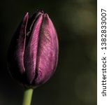 Black Tulip In The Sunlight