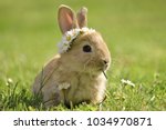 Small photo of Bunny in grass, daisy coronet, spring and easter.