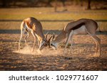 Two Adult Springbok Rams...