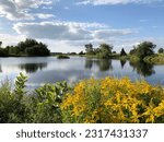 Small photo of Lenny Lake with Buffer zone shows a reflective lake with blue sky and cumulus clouds, foreground has goldenrod and milkweed buffer zone. Background has willow trees and birch trees. Clouds reflected