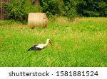 Stork In A Field Near Sosnowica ...