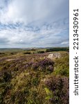 Small photo of Purple heather in bloom during summer at Gib Torr, The Roaches in the Peak District National Park.