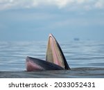 Bryde's Whale In The Gulf Of...